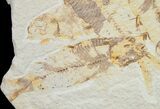 Bargain Knightia Fossil Fish Plate #10883-1